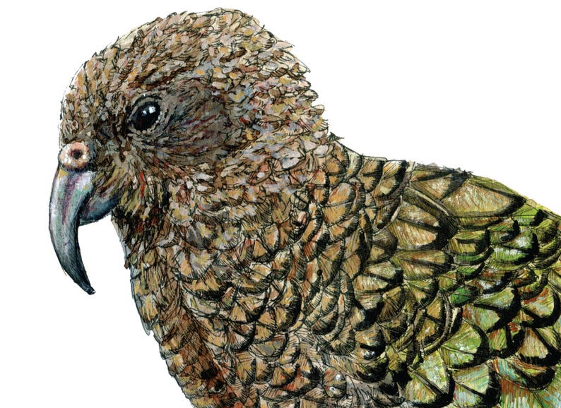 Kea print native bird of New Zealand painting image 5