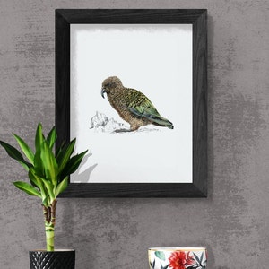 Kea print native bird of New Zealand painting image 1