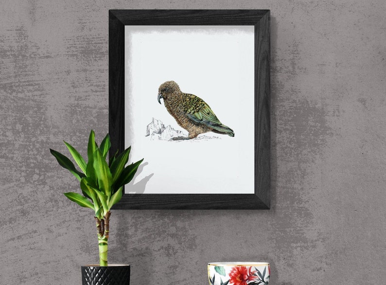 Kea print native bird of New Zealand painting image 1