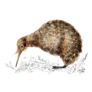 Imprimé kiwi, oiseau originaire de Nouvelle-Zélande