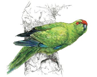Kakariki Vogel Druck - Neuseeland Kunst