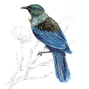 May include: A watercolor painting of a blue and green bird perched on a branch. The bird has a long, blue tail and a small, yellow patch on its chest.