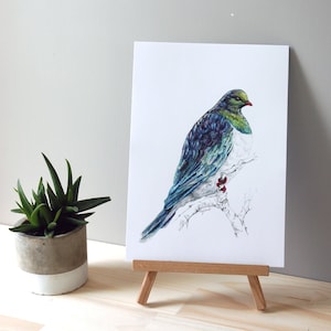 Kereru bird, New Zealand native Wood pigeon illustration, print