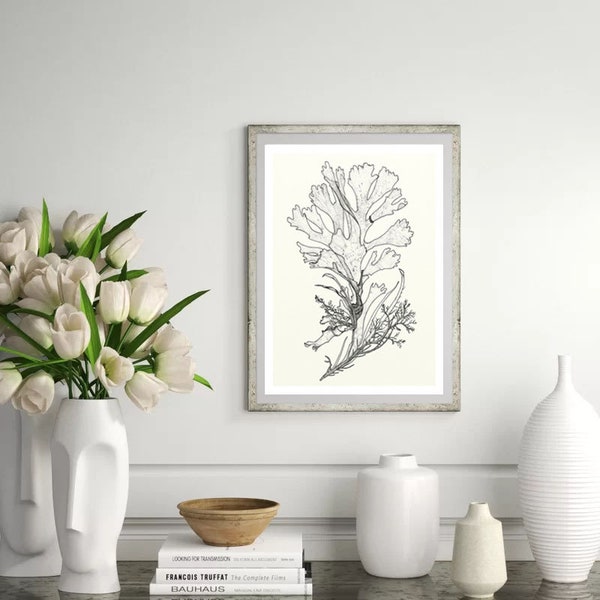 Large Sea Ocean Seaweed Drawing 8x10" or 11x14" size Digital art high quality print Wall decor for Bathroom Restroom decoration