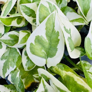 Exotic Rare LIVE N&#39;Joy Pothos houseplant rooted Starter plant fast shipping