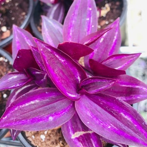 Rare Burgundy wandering jew plant Tradescantia CUTTINGS fast shipping