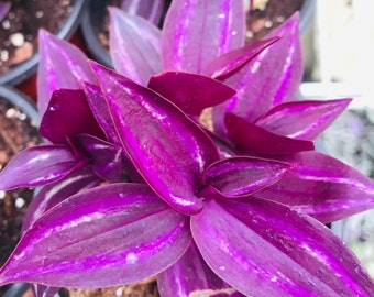 Rare Burgundy wandering jew plant Tradescantia CUTTINGS fast shipping