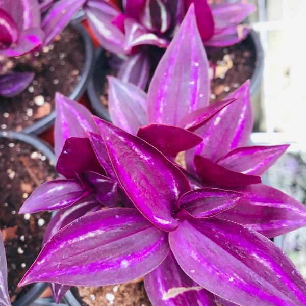 Rare Burgundy wandering jew plant Tradescantia CUTTINGS fast shipping