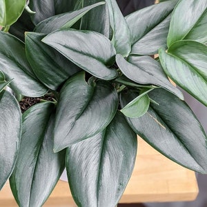 Exotic Rare LIVE Moonlight Pothos houseplant Sterling Silver Scindapsus Treubii Moonlight rooted fast shipping