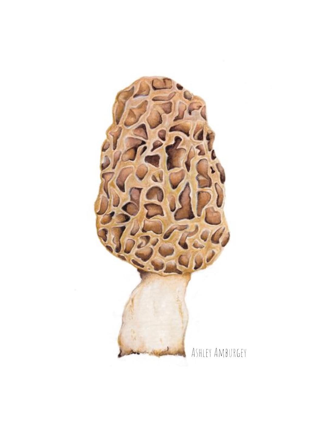 Morel Mushroom dry Land Fish Watercolor Art Illustration Print Etsy