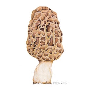 Morel mushroom &quot;Dry Land Fish&quot; watercolor art illustration print