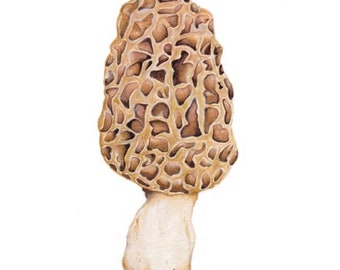 Morel mushroom "Dry Land Fish" watercolor art illustration print