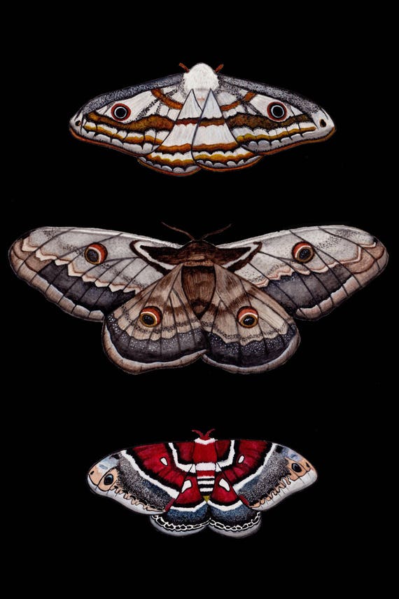 Moth Watercolor Illustration Art Print | Etsy