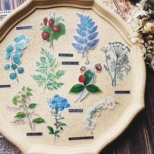 50 STÜCK Naturwissenschaftliche Illustration Sticker Pack B, Translucent Botanical Sticker Sack, Motten, Junk Journal, Pflanzen, Vintage
