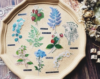 50PCS Natural Science Illustration Stickers Pack B, Translucent Botanical Sticker Sack, Moth, Junk Journal, Plants, Vintage