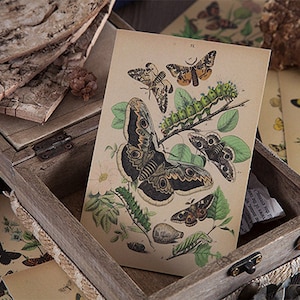 Botanisches Decoupage Papier, Transparent Hintergrund Sticker Papier, Schmetterling, Pflanzen, Pilz, Vintage Blume, Junk Journal Ephemera