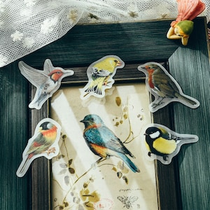Puede incluir: Colección de seis pegatinas de pájaros en varios colores, incluyendo rojo, amarillo, azul y verde. Las pegatinas están colocadas sobre una imagen enmarcada con una estética vintage. Las aves están representadas de forma realista, con plumas detalladas y poses.
