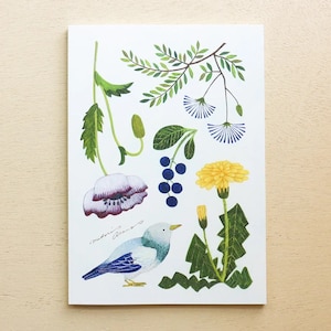 Puede incluir: Una ilustraci&oacute;n de acuarela con un p&aacute;jaro azul, un diente de le&oacute;n, una amapola y un racimo de bayas azules. La ilustraci&oacute;n est&aacute; sobre un fondo blanco e incluye el texto "Madeline Evans".