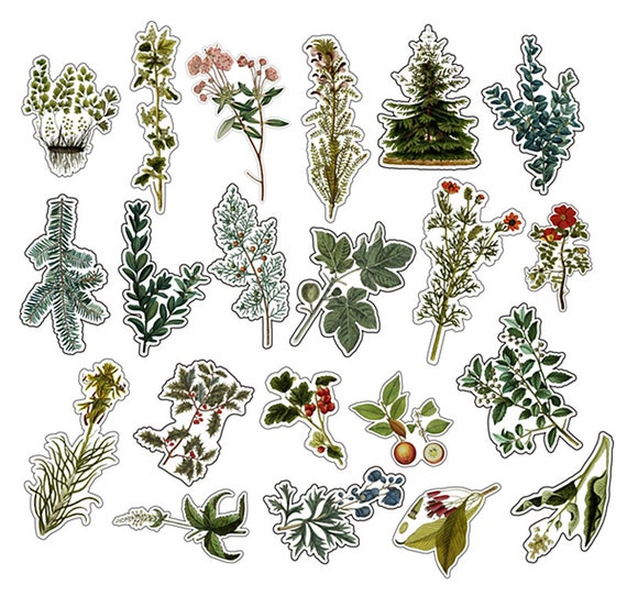 Draupnir 200 Pezzi Adesivi Decorativi Scrapbooking, 120 Vintage Piante da Fiore Craft Paper e 80 Washi Stickers per fai-da-te Bullet Journal Accessori Diario Album Calendario - Nature
