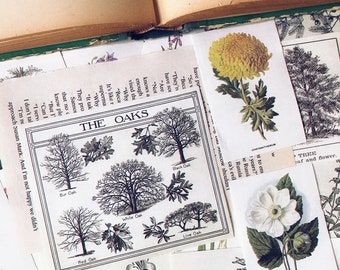 Botanical Illustration Collage Paper, Vintage Flower and Plants Illustrations, Botanical Garden, Floral, Junk Journal Paper Ephemera
