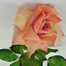THREE 28" Rose-Peach Garden Roses with 4" Bloom and 13 leaves Designer Quality From Windward Silks