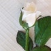 LOT of THREE 19" White Silk Rosebuds with 1-1/2" Bud and Leaves from Allstate Floral * Wedding Boutonnière Bridal Arm-bouquets