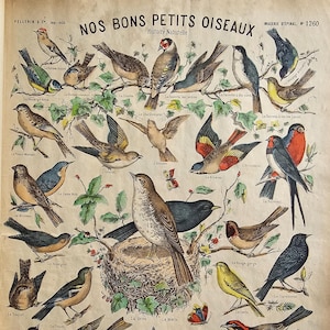 May include: Vintage print featuring a variety of colorful birds perched on branches, with botanical illustrations and French text. The artwork is on aged paper, showcasing a classic, educational theme. The print includes the title "NOS BONS PETITS OISEAUX".