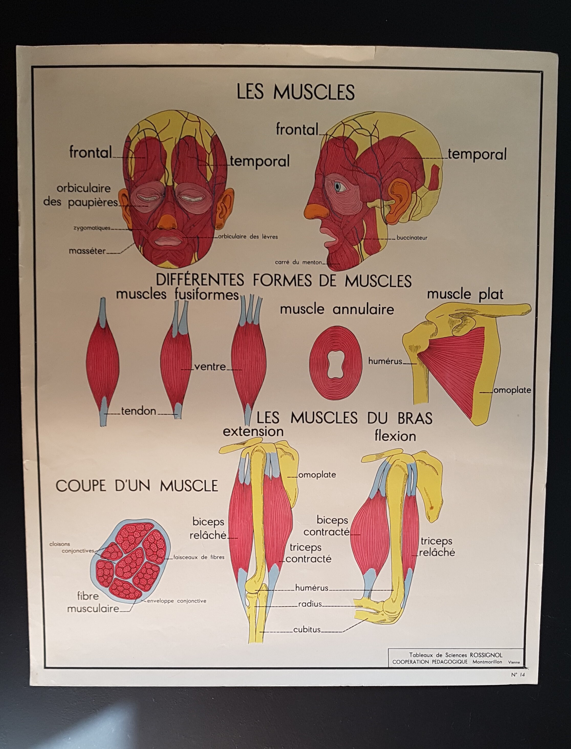 Affiche Vintage Français School Anatomie
