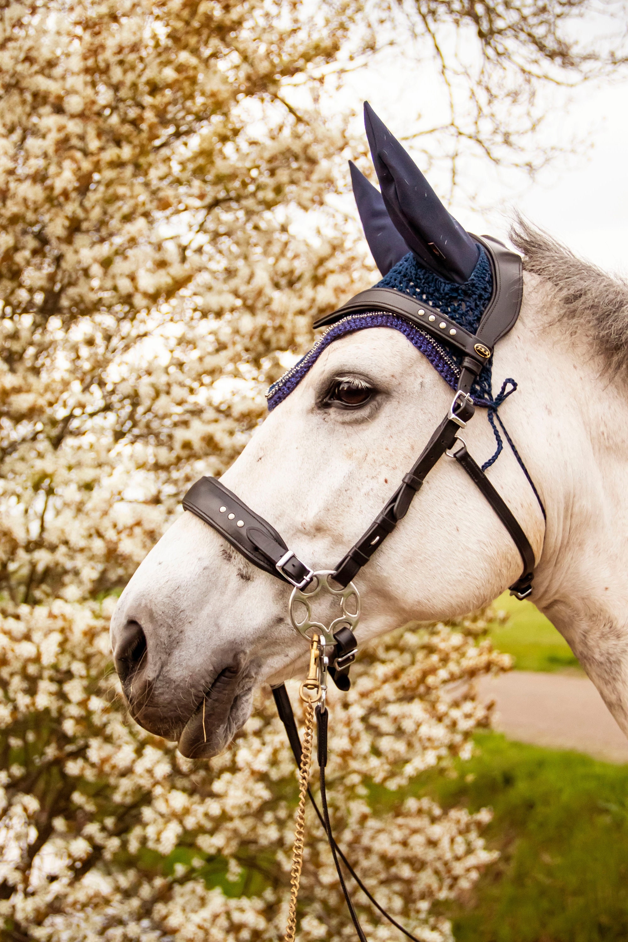 Montar Cavalos na Terceira Idade – Realidade ou Ficção? - Assessoria Animal