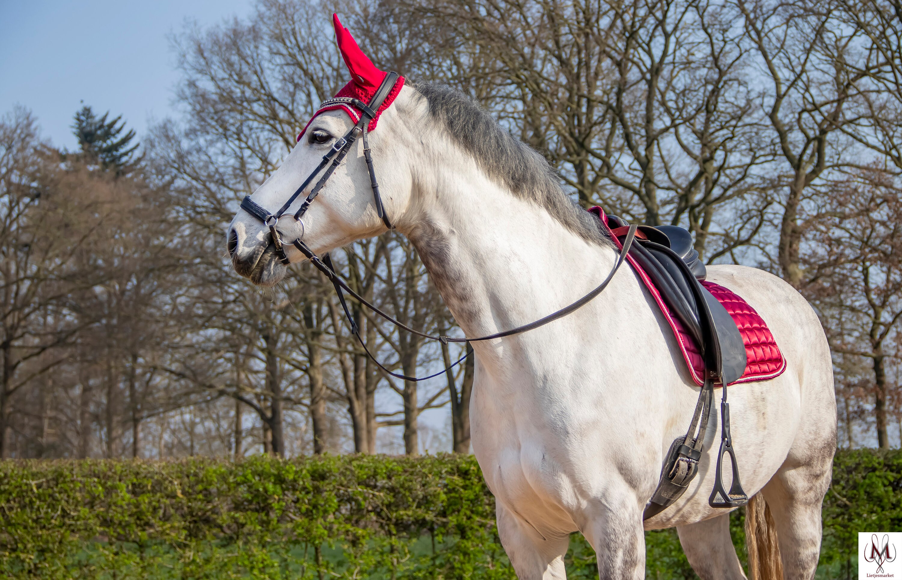 Burgundy red saddle pad saddle pad red dressage saddle pad Etsy
