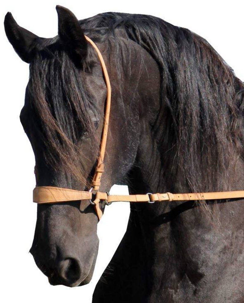 Chin Crossed Bridle Black Horse Tack Chin Crossed Noseband Etsy