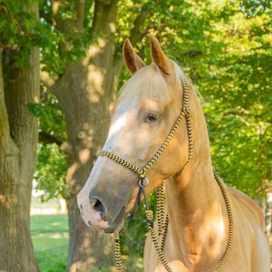 Bitless bridle fra igor. Chin crossed vegan cotton bridle for the horse