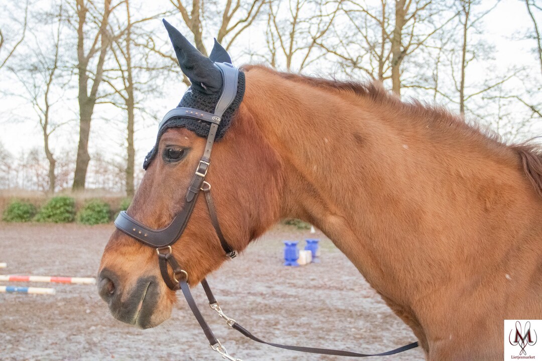 Glory Bridle for Bitless Riding, Chin Crossed System Israel