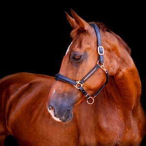 Leather halter rose gold, black head collar horse, show halter rose gold, photoshoot prob, head collar, gold pink halter