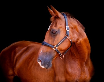 Leather halter rose gold, black head collar horse, show halter rose gold, photoshoot prob, head collar, gold pink halter