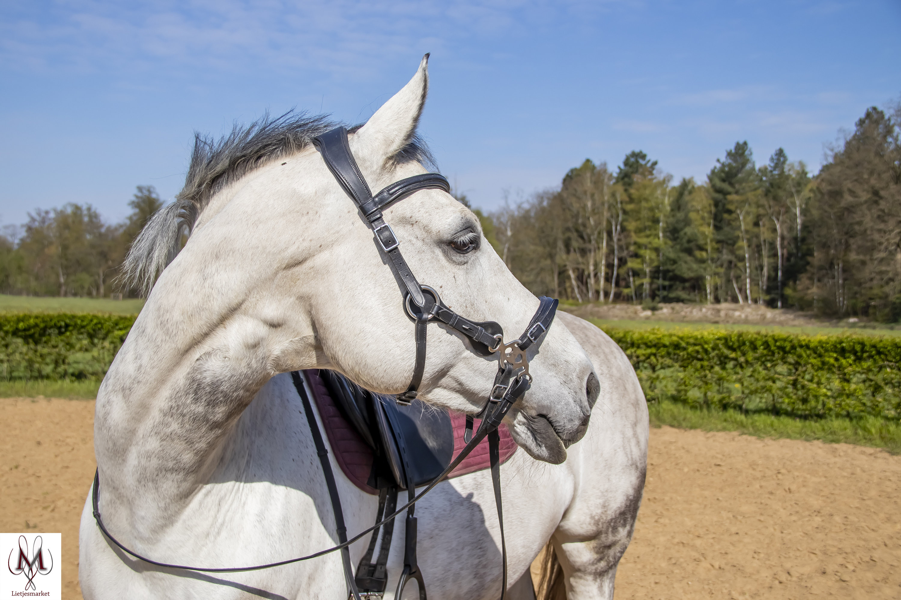 Hanoverian Gelding 8 years 17 hh Brown in Lage