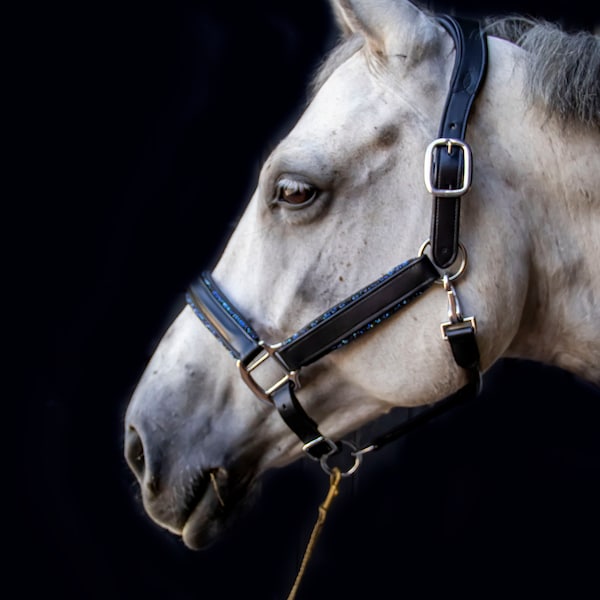 Black leather lack halter with glitter in blue of black, black head collar horse.