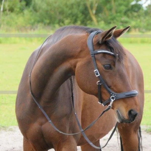 Sidepull bridle with black with zilver, wide nosedand for extra comfort, bitless horse riders