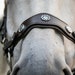 CHALLENGER Horse Hackamore With Star Wheel - Leather Padded Noseband Bitless Bridle For Training