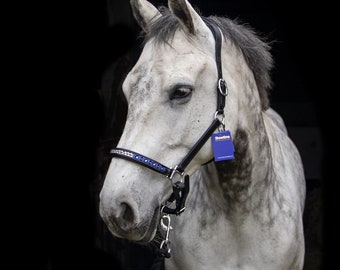 Leather halter anatomic red white and blue, black head collar horse, show halter, photoshoot prob