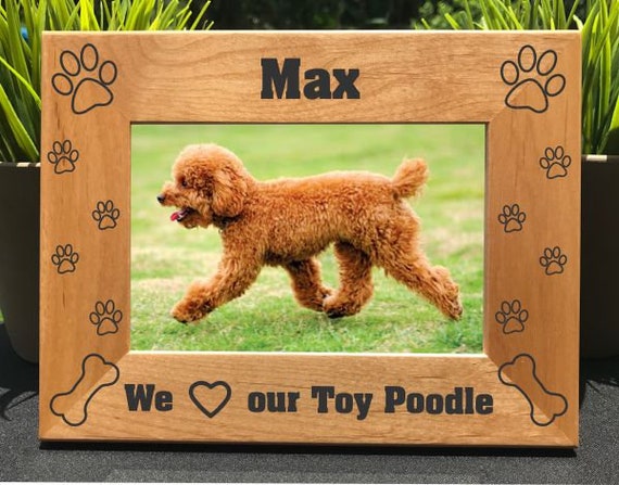 my toy poodle