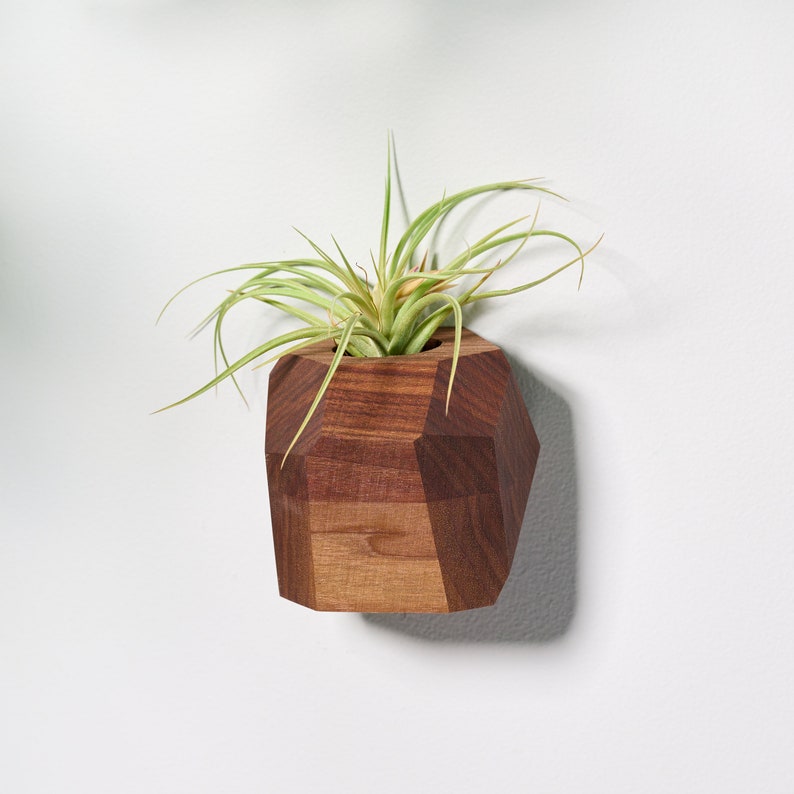 Walnut Geometric Air Plant Holder image 5