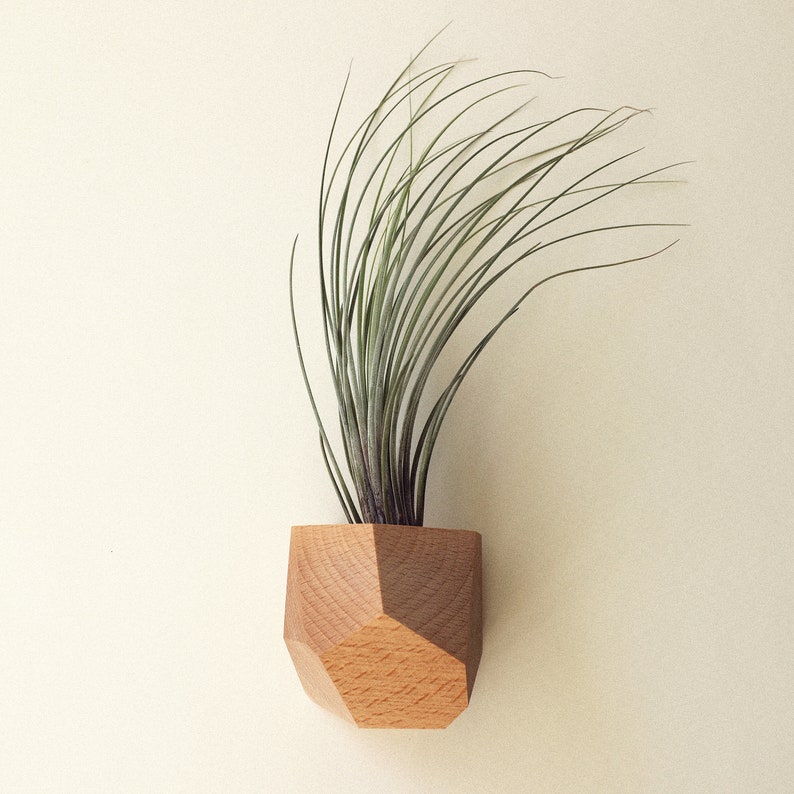 Beech Wood Geometric Air Plant Holder Etsy