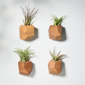 Elm Wood Air Plant Holder image 7