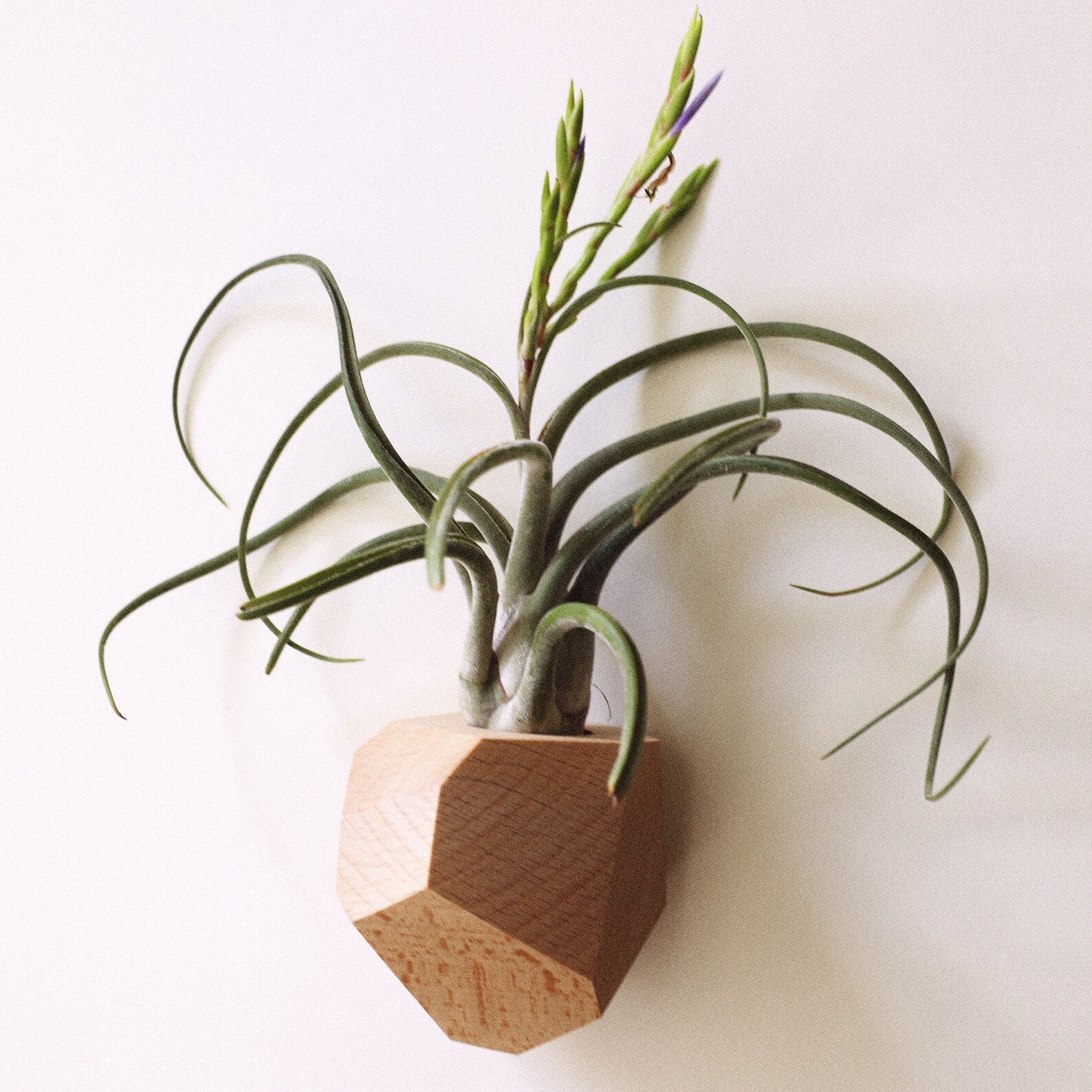 Beech Wood Geometric Air Plant Holder Etsy