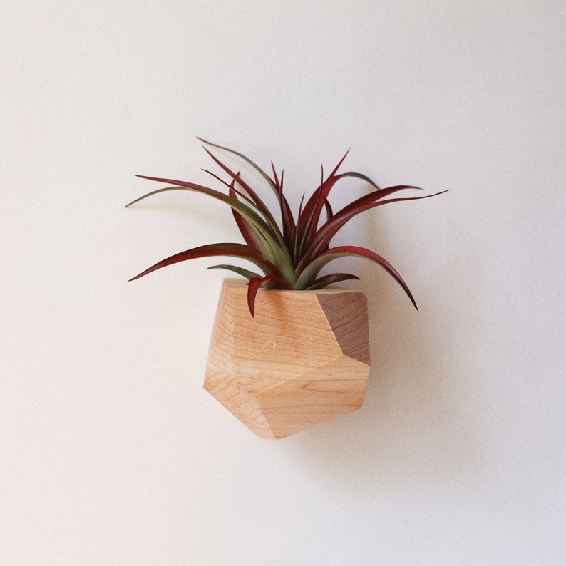 Maple Geometric Air Plant Holder image 4