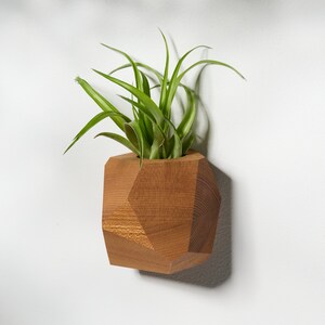 Elm Wood Air Plant Holder image 2