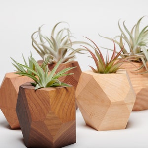 May include: Four wooden geometric planters in different shades of brown, each holding a green air plant. The planters are arranged in a row on a white surface.