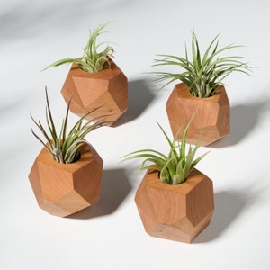 Könnte beinhalten: Vier geometrische Holz-Pflanzgefäße in hellbrauner Farbe, jedes mit einer kleinen grünen Luftpflanze. Die Pflanzgefäße sind in Form eines vielseitigen geometrischen Körpers.
