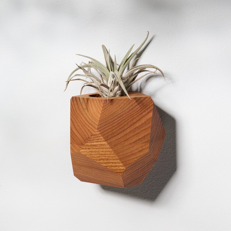 Elm Wood Air Plant Holder image 4